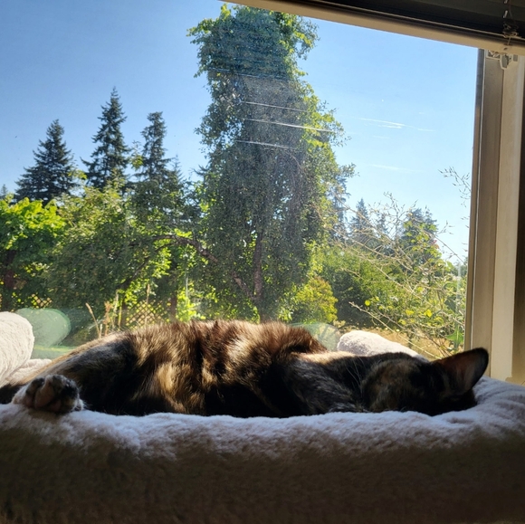 Meet your Posher, Tay - Picture 1 of 1